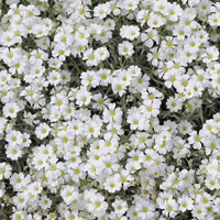 Silvery-green Snow in Summer foliage covered with bright white flowers along a garden border.

