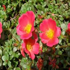 Red Calandrinia Flower seeds for Planting - Cottage Garden Essential, Heirloom & GMO Free Seeds for Home Garden