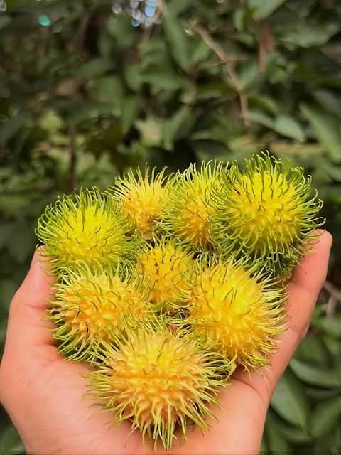 Close-up of yellow Rambutan fruits hanging from leafy branches.

