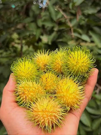 Close-up of yellow Rambutan fruits hanging from leafy branches.

