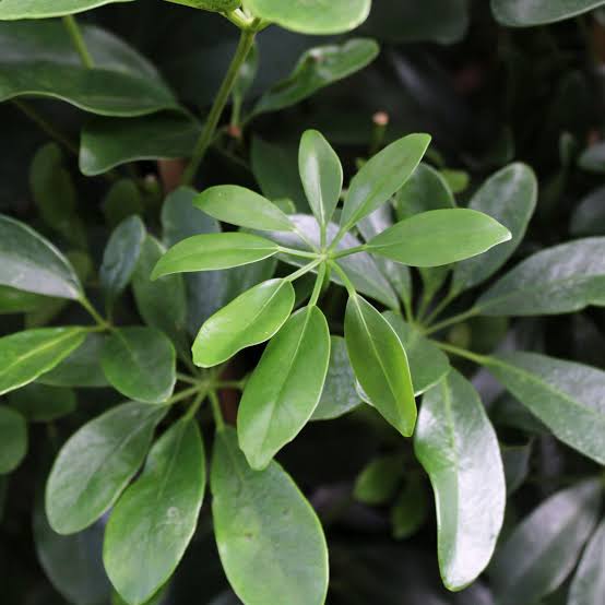 Schefflera Actinophylla Umbrella Tree with green foliage