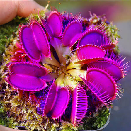 Purple Venus Flytrap with vibrant purple traps growing in a small pot.