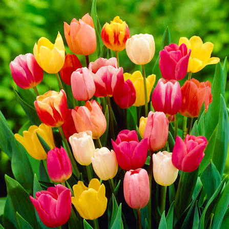 Colorful Tulip flowers creating a bright garden display
