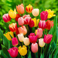 Colorful Tulip flowers creating a bright garden display
