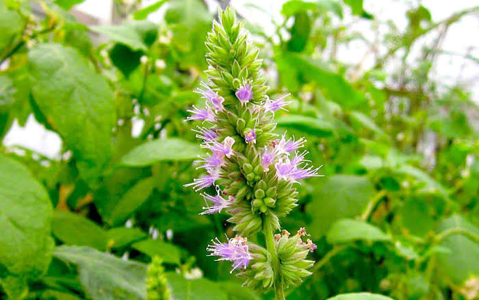 Close-up of healthy Patchouli foliage in a home herb garden.