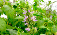 Close-up of healthy Patchouli foliage in a home herb garden.