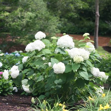 Annabelle Hydrangea Flower Seeds for Planting – Hardy White Blooming Ornamental Garden Shrub
