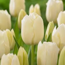 Yellow White Tulip Flower Seeds for Planting