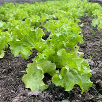 Fresh green lettuce plants thriving in a raised garden bed.
