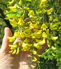 Golden Chain Flower Seeds for Planting  Elegant Garden Blooms
