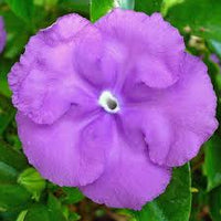 Ornamental Brunfelsia Pauciflora plant with vibrant purple blossoms.

