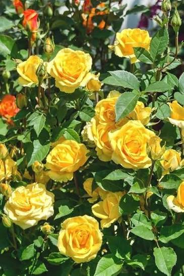 Yellow rose blossoms with lush green foliage in a garden bed.
