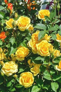Yellow rose blossoms with lush green foliage in a garden bed.
