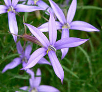 Blue Laurentia Axillaris Flower Seeds for Easy Planting