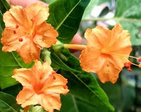 Orange Mirabilis Flower seeds for Planting Attractive Flowers Heirloom & GMO Free Seeds For Home Garden 
 
 Sale