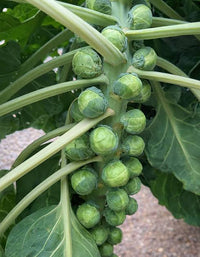 Organic Brussels Sprout F1 Trafalgar plants producing green sprouts.
