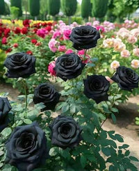 Ornamental rose plant with rich dark blooms growing in a garden bed.