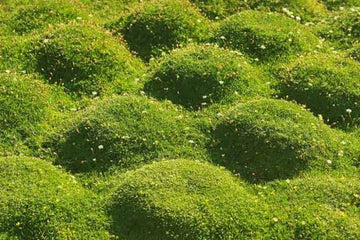 Irish Moss Pearlwort forming a lush green ground cover in a garden.