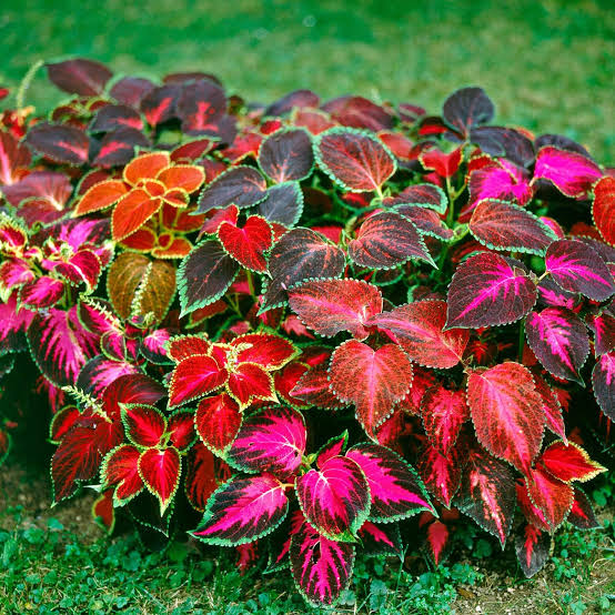 Coleus Hybridus Rainbow Mix plants with vibrant multicolored foliage in a garden bed.
