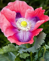 Heirloom Giganteum poppy plants growing in a cottage-style flower garden.