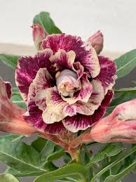 Desert Rose flowering plant growing in a container