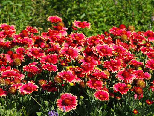 Close-up of Blanket Flower 'Burgundy' blossoms with rich red petals in bloom.

