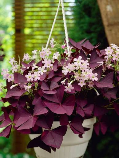 Purple Oxalis Triangularis with vibrant triangular purple leaves growing in a container.