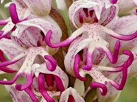 Orchid Man Flower Planting Seeds - Enhance Your Garden with Vibrant Orchid Blooms