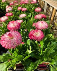 Pink Bellis Perennis Flower Seeds for Planting