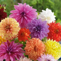 Dahlia tubers producing colorful flowers in a garden