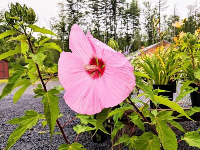Large hibiscus flowers blooming on a garden plant