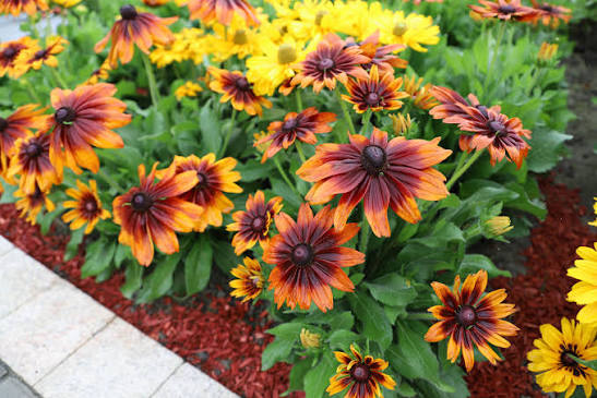Rudbeckia Autumn Colours with yellow, orange, red, and bronze daisy-like flowers.

