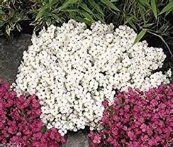 100 Pcs