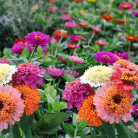 Close-up of mixed-color Zinnia Scabiosa flowers with pincushion-style centers.