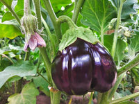 Mixed eggplant varieties growing in a home vegetable garden.