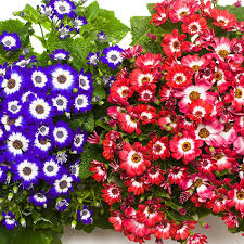 Cineraria Flower seeds for Planting Cottage Garden Essential Heirloom & GMO Free Seeds for Home Garden