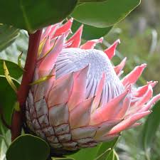 Pink White Protea Flower seeds for Planting - Wildflower Mix, Heirloom & GMO Free Seeds for Home Garden
