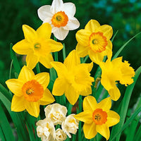 Dwarf Narcissus perennial flowers with green foliage