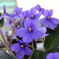 Saintpaulia Flower seeds for Planting Long Bloom Season Heirloom & GMO Free Seeds for Home Garden