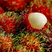 Close-up of ripe red Rambutan fruits hanging from a leafy branch.

