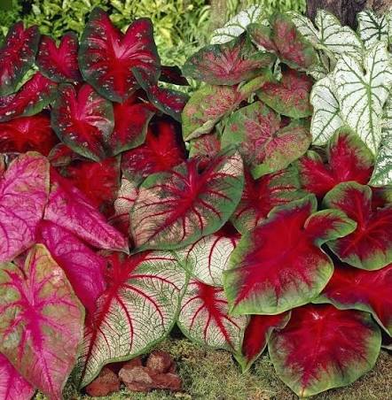 Elephant Ear bulbs growing in an attractive garden border

