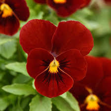 Viola Red Blue Flower seeds for Planting - Premium Quality, Heirloom & GMO Free Seeds for Home Garden
