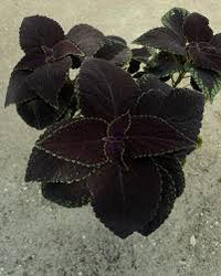 Black Coleus Flower seeds for Planting Drought Tolerant Heirloom & GMO Free Seeds for Home Garden