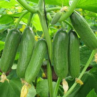 Mini Cucumber Seeds for Planting Cucumis Sativus container garden vegetable patch
