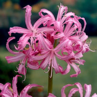 Pink Agapanthus flowers blooming in a sunny garden border.
