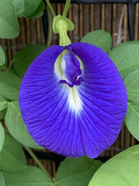 Blue Butterfly Pea Flower Seeds Clitoria Ternatea for Home Garden Planting