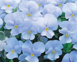 Sky Blue Eschscholtzia Flower Seeds for Planting – Heirloom NonGMO High Germination Organic Garden Seeds for Cut Flower Gardens
 
 Sale for planting in home garden
