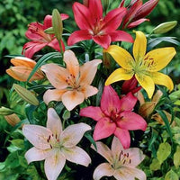 Mixed perennial Lily flowers growing in a garden