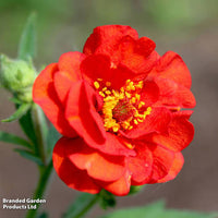Red flowering Geum Mrs Bradshaw perennial growing in a garden border.
