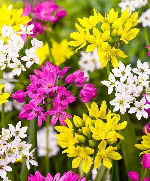 Allium bulb mix growing in a garden bed with green foliage